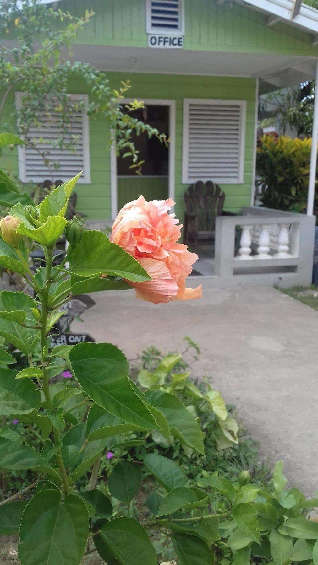 Roots Bamboo Beach Resort Negril Zewnętrze zdjęcie